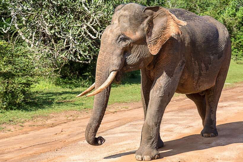 Hambantota Port: Yala National Park Safari (Shore Excursion) - How the Hambantota Port shore pickup feels in practice