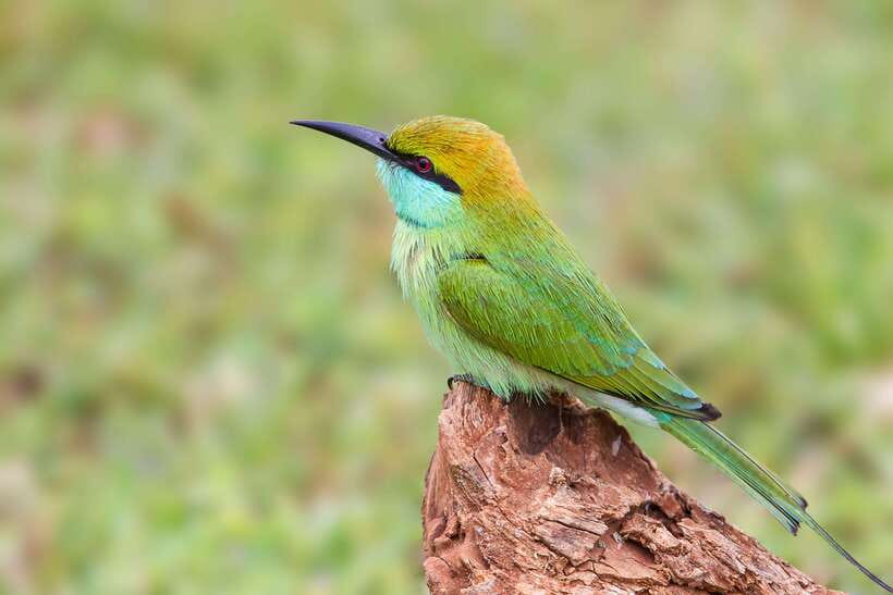 Hambantota Port: Yala National Park Safari (Shore Excursion) - Wildlife you can realistically hope to see on a 4x4