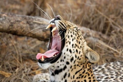 Hambantota Port: Yala National Park Safari (Shore Excursion) - Ruhunu Yala National Park: why it’s famous for leopards