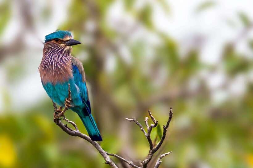 Hambantota Port: Yala National Park Safari (Shore Excursion) - Birdwatching on the Indian Ocean side of Yala