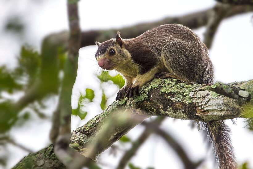 Hambantota Port: Yala National Park Safari (Shore Excursion) - The 4x4 safari style: what the ride is really like