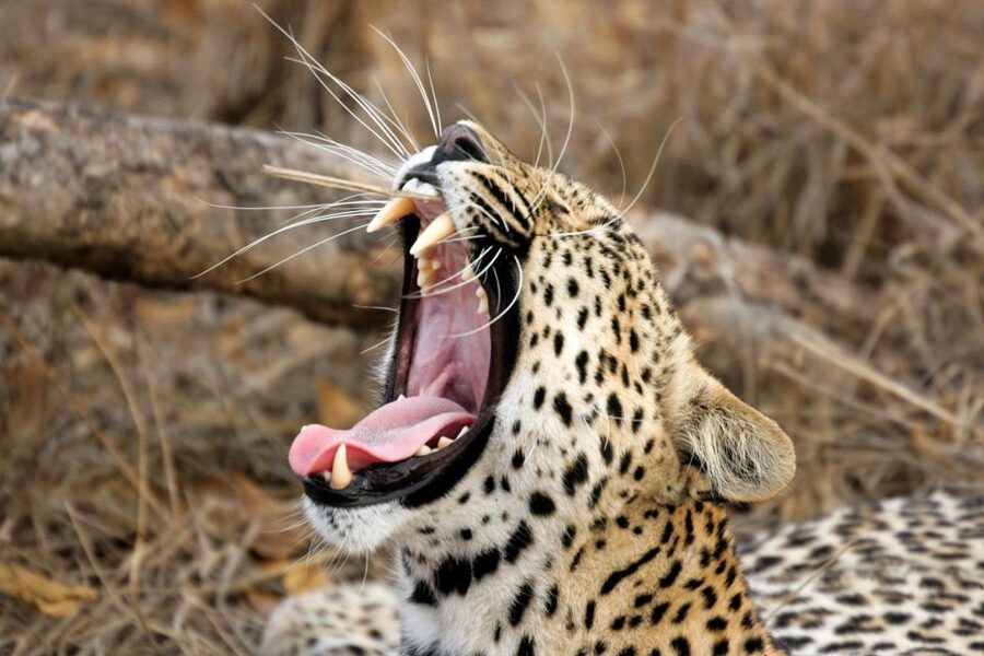Hambantota Port: Yala National Park Safari (Shore Excursion) - English and guiding expectations: what to watch for
