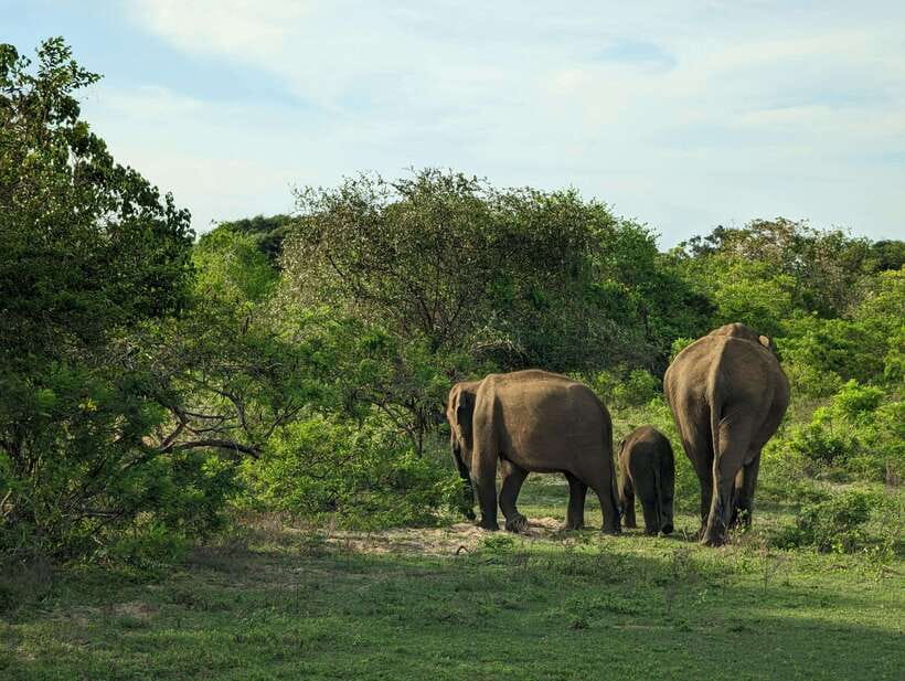 Hambantota Shore Excursion: Village and Cultural tour - Countryside drives and local wildlife in the Hambantota area