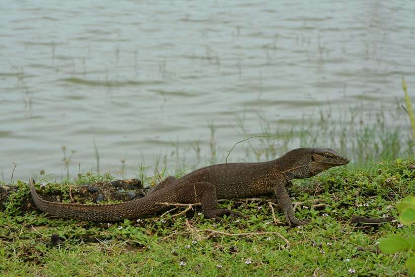Hambantota Shore Excursion: Village and Cultural tour - Village and temple stops: cultural context without the museum vibe