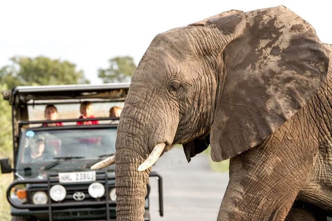 Hluhluwe Big Five Safari Richards Bay Shore Excursion - Key highlights at a glance