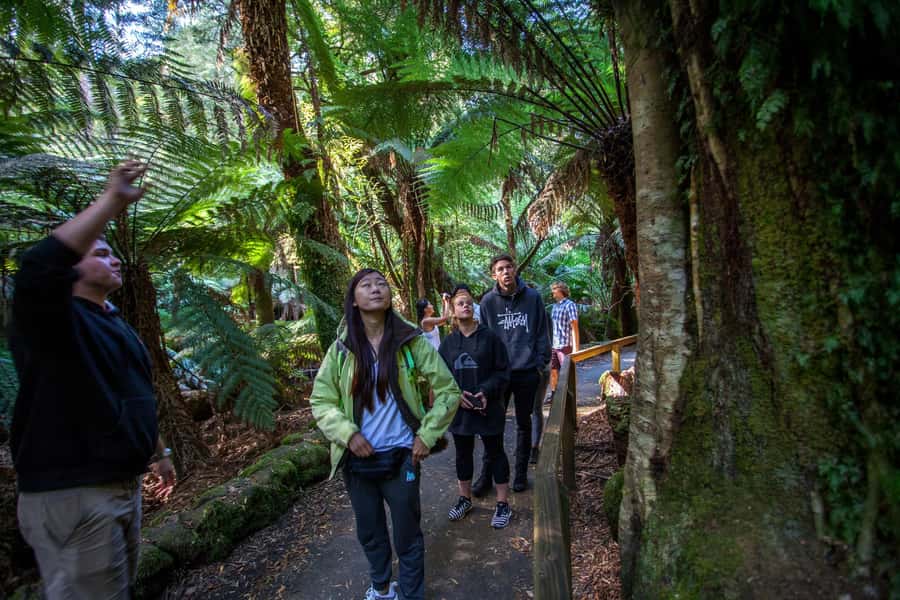 Hobart: Mt Field National Park & Wildlife Shore Excursion - Key highlights worth knowing