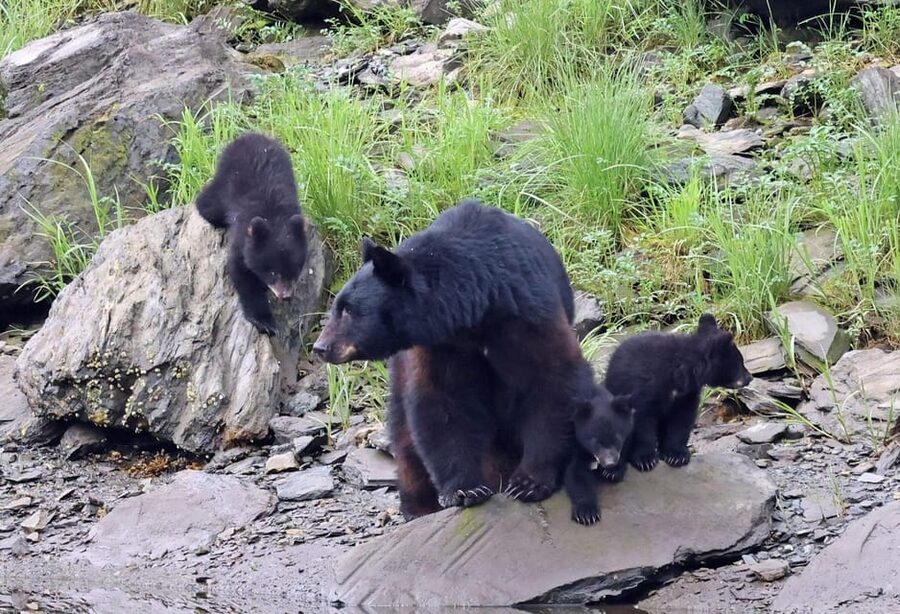 Ketchikan: Alaska Native Cultural and Scenic Shore Excursion - First impressions: a small-van tour that actually lets you hear