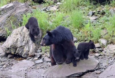 Ketchikan: Alaska Native Cultural and Scenic Shore Excursion - Price and what you get for $89 (2.5 hours)