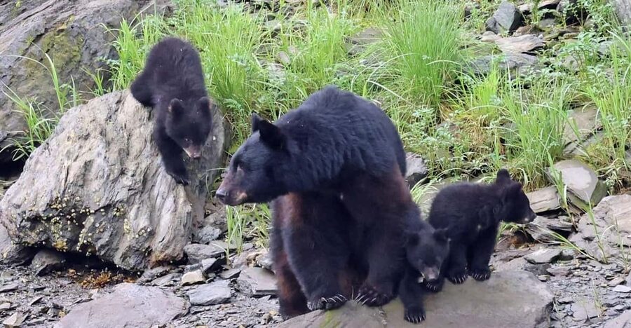 Ketchikan: Alaska Native Cultural and Scenic Shore Excursion - The guides: why their backgrounds matter