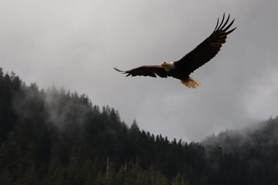Ketchikan: Alaska Native Cultural and Scenic Shore Excursion - Wildlife spotting reality check: plan, patience, and good scanning