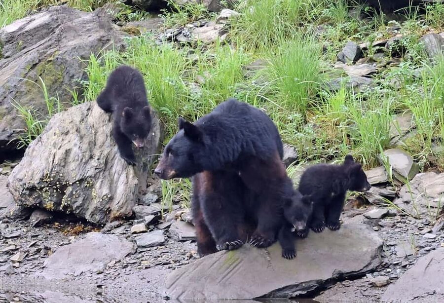 Ketchikan: Alaska Native Cultural and Scenic Shore Excursion - Price and what you get for $89 (2.5 hours)