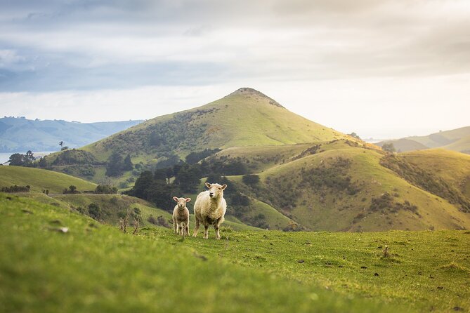 Larnach Castle Tour & Wildlife Cruise (Dunedin Shore Excursion) - Boat Comfort, Weather, and How to Prepare