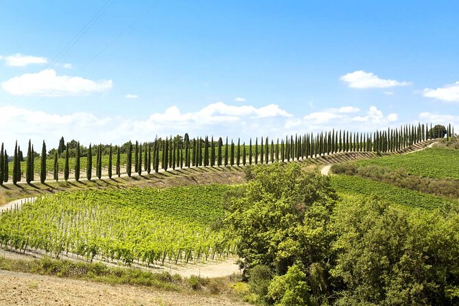 Livorno shore excursion: Bolgheri and Supertuscan private tour - Practical stuff for a smooth 9:00 am shore day