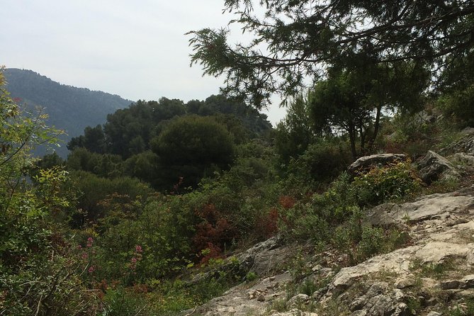 MARSEILLE Shore Excursion : Taste of Provence Aix and Cassis - Private van logistics: how the Mercedes minivan changes the feel