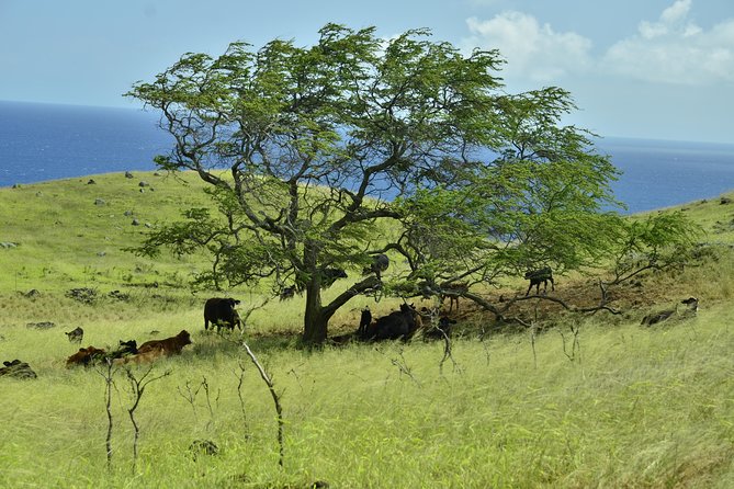 Maui Shore Excursions : Road to Hana With Pickup & Lunch - Hana Highway’s bamboo and the two-level waterfall moment