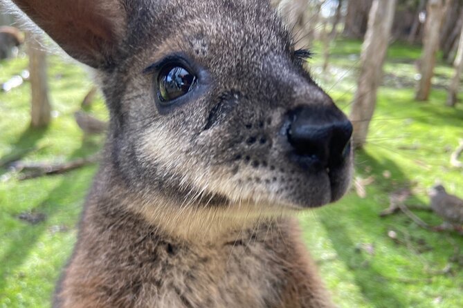 Melbourne and Moonlit Sanctuary Shore Excursion - A Practical 8-Hour Pace: Small Group Energy, Mobile Tickets, and Real Time