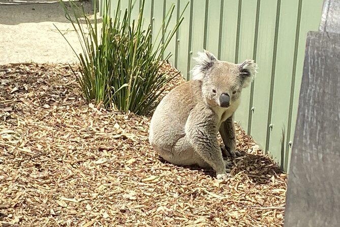 Melbourne and Moonlit Sanctuary Shore Excursion - Price and Value: What $114.76 Really Covers