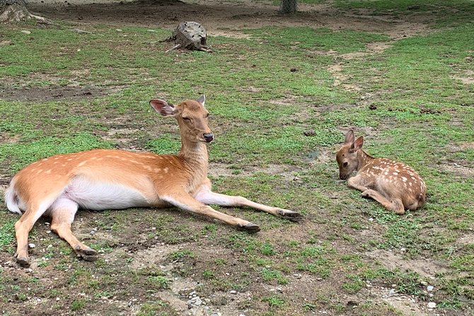 Nara private tour (Shore excursion available from Osaka or Kobe port) - Key things I’d bank on before you go