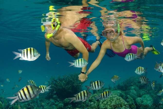 Nassau Shore Excursion: Bahamas Snorkel Adventure - How Nassau’s Shark Snorkel Day Really Works