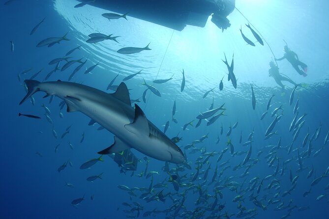 Nassau Shore Excursion: Bahamas Snorkel Adventure - Who Should Book This Nassau Snorkel Adventure (and Who Might Skip It)