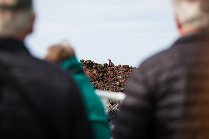 Otago Harbour Wildlife Cruise (Dunedin Shore Excursion) - Taiaroa Head: Royal Albatross and the Lighthouse Views