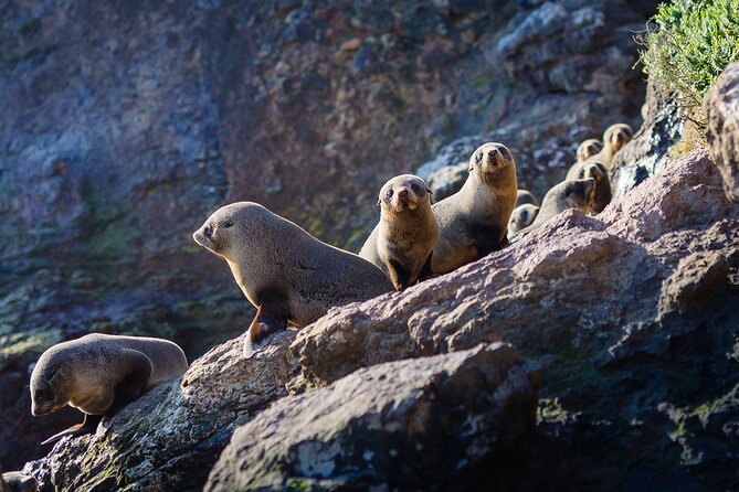 Otago Harbour Wildlife Cruise (Dunedin Shore Excursion) - The Onboard Comfort That Actually Matters