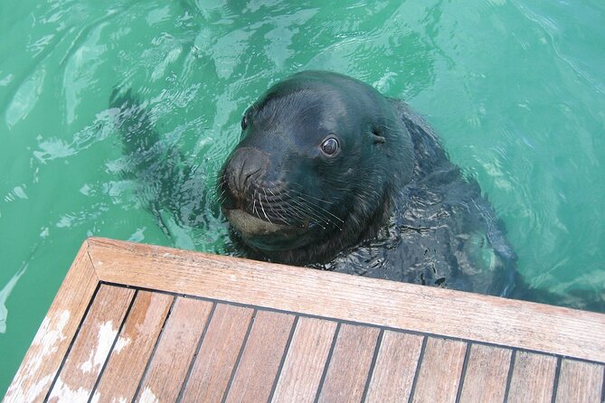 Otago Harbour Wildlife Cruise (Dunedin Shore Excursion) - The Human Touch: Captain and Guide Commentary
