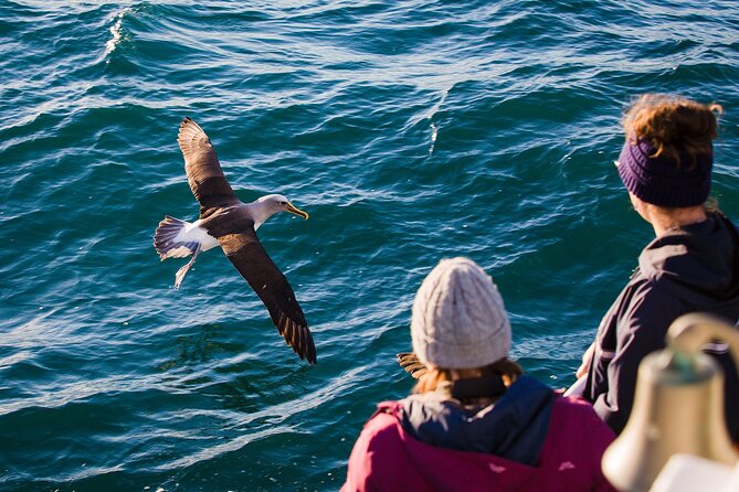 Otago Harbour Wildlife Cruise (Dunedin Shore Excursion) - Meeting at Port Chalmers Cruise Terminal: Quick, Straightforward Start