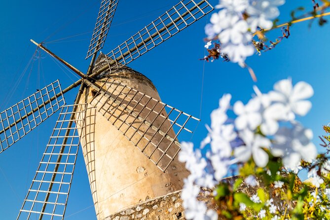 Palma de Mallorca and Valldemossa Excursion from Cruise Port - Group Size, Guide Style, and Why the Experience Can Feel Different