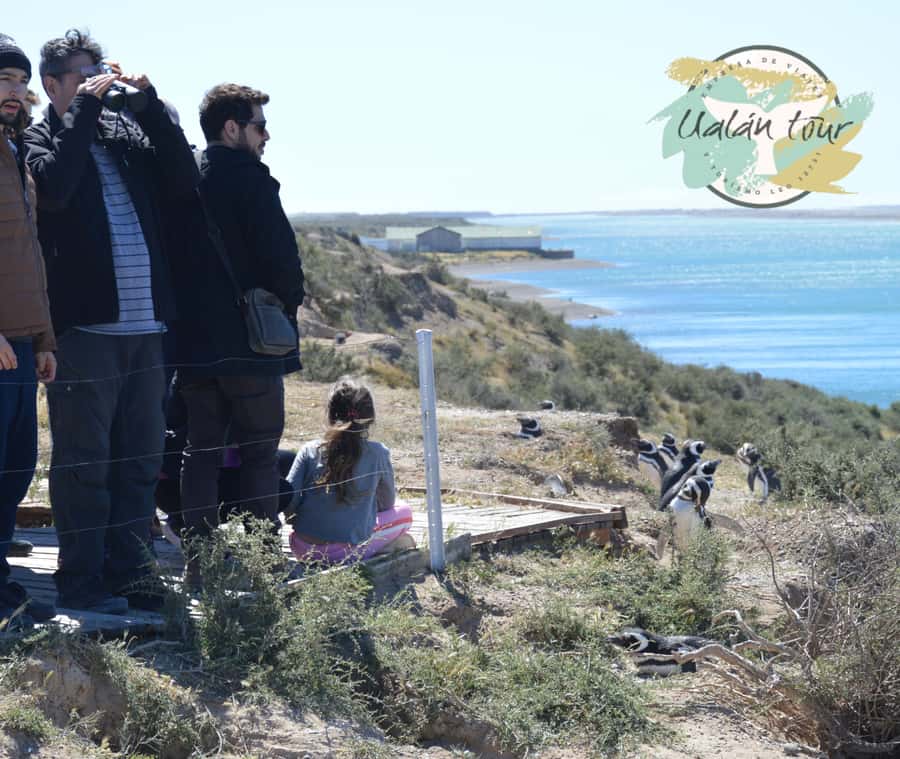 Peninsula Valdes: Shore excursion for cruise passengers - Price and Logistics: What $150 Really Means on This Day