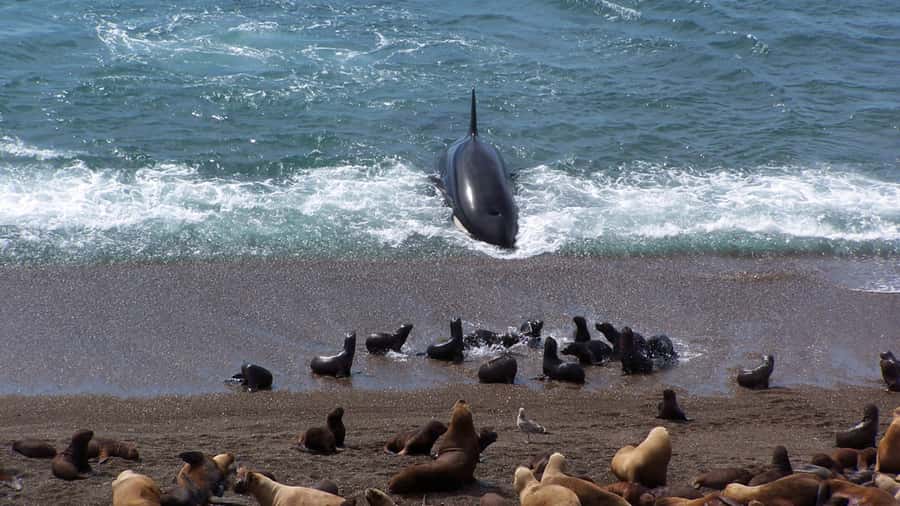 Peninsula Valdes: Shore excursion for cruise passengers - Caleta Valdes Wildlife Viewing: How the Stops Work
