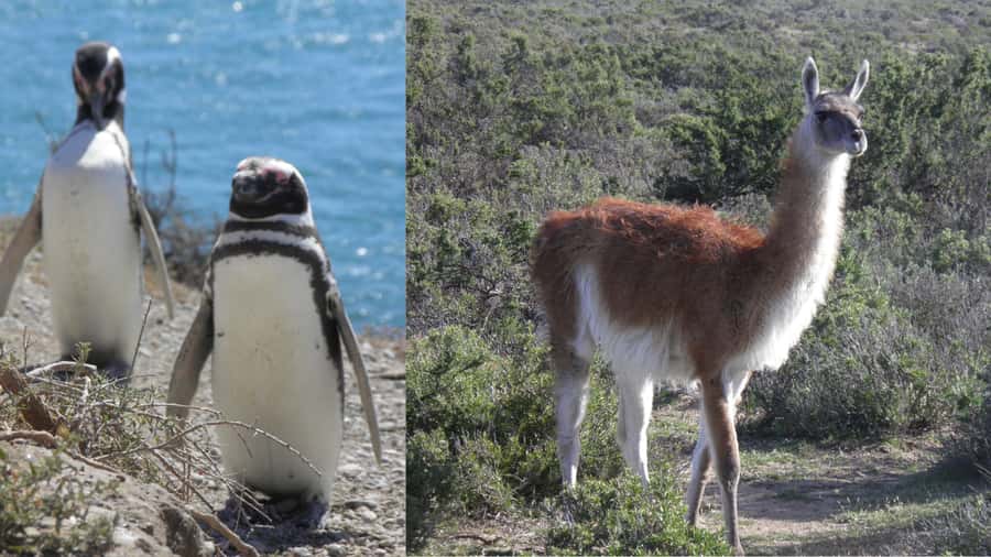 Peninsula Valdes: Shore excursion for cruise passengers - Should You Book Peninsula Valdes From the Cruise Port?