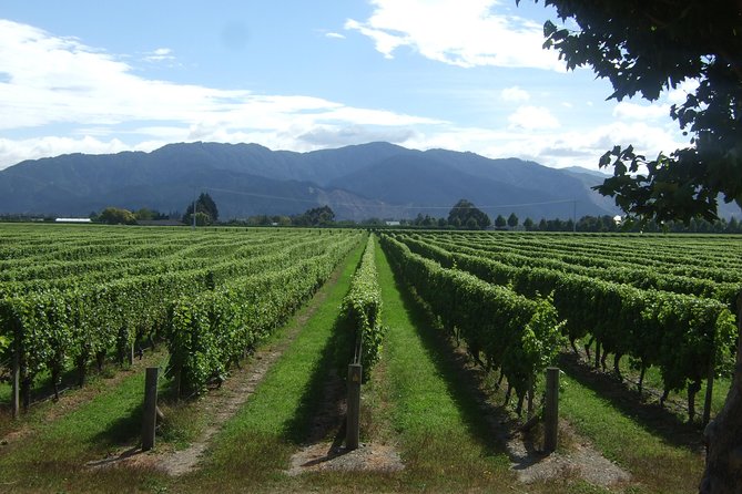 Picton Cruise Ship Shore Excursion Marlborough Wine Tour - Leaving the ship on time: pickup, group size, and the 4–6 hour reality