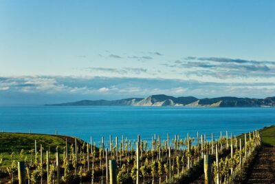 Picton Cruise Ship Shore Excursion Marlborough Wine Tour - Stop 1 at Waitohi Picton i-Site: what to expect when you arrive