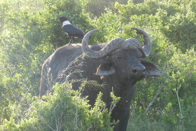 Port Elizabeth Shore Excursion: Addo Elephant Full Day Safari &"Braai"Lunch(BBQ) - Cruise-Day Timing: Why the 8:30 am Start Works