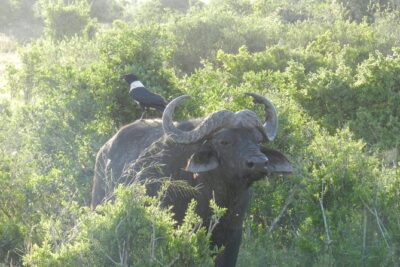 Port Elizabeth Shore Excursion: Addo Elephant Full Day Safari &"Braai"Lunch(BBQ) - Morning Game Drive: Elephants Are the Star, and That’s Not Bad News