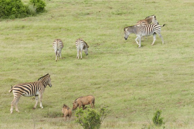 Port Elizabeth Shore Excursion: Addo Elephant Full Day Safari &"Braai"Lunch(BBQ) - Afternoon Game Drive and Photo Stops: How the Best Drives Feel
