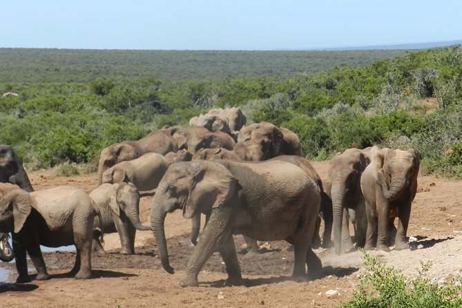 Port Elizabeth Shore Excursion: Addo Elephant Full Day Safari &"Braai"Lunch(BBQ) - Big Five Expectations: What You Can Plan For, and What You Should Not Assume