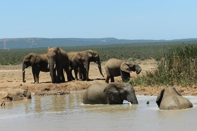 Port Elizabeth Shore Excursion: Addo Elephant Full Day Safari &"Braai"Lunch(BBQ) - The Value Equation: Why $172.87 Can Make Sense