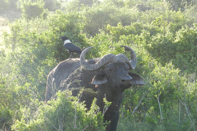 Port Elizabeth Shore Excursion: Addo Elephant Full Day Safari &"Braai"Lunch(BBQ) - Morning Game Drive: Elephants Are the Star, and That’s Not Bad News