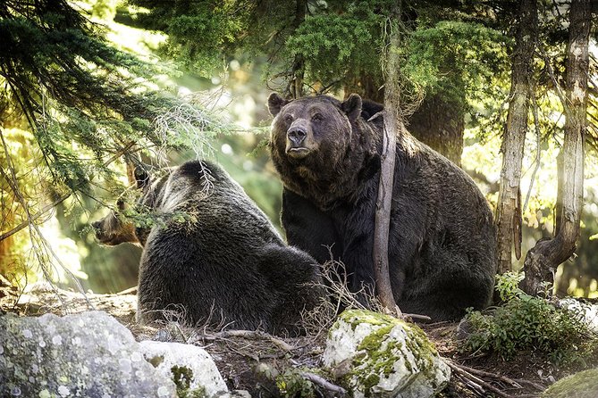 Post-Cruise Shore Excursion: Capilano Suspension Bridge & Grouse Mountain - The guides: what makes the day feel more like Vancouver and less like a checklist