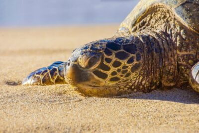 Private Shore Excursion: Best Highlights of Maui - Price and value: what $699 covers (and what it doesn’t)