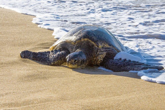 Private Shore Excursion: Best Highlights of Maui - Wildlife spotting and what to expect (without overpromising)