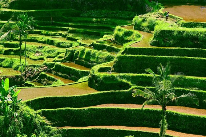 Private Shore Excursion: Customized Best of Bali Tour - How the driver/guide builds your route around you