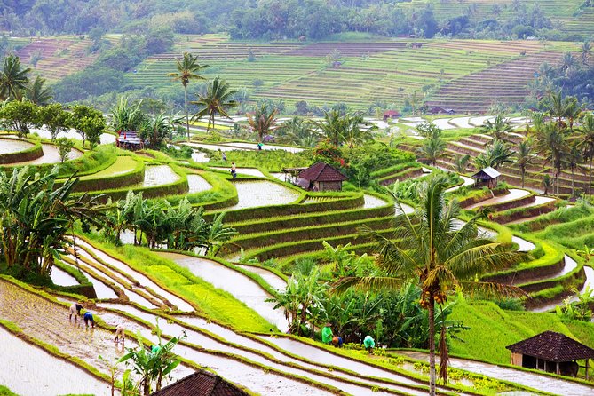 Private Shore Excursion: Customized Best of Bali Tour - Stop-by-stop: Uluwatu, Ubud, waterfalls, and temples without the rush