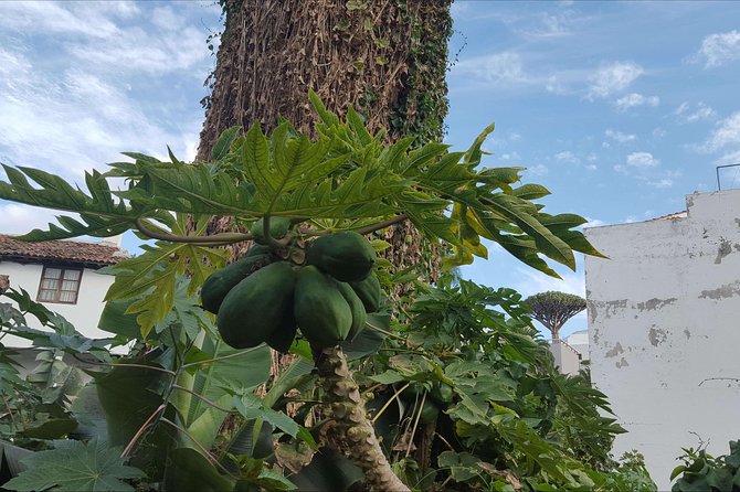 Private Shore Excursion in Tenerife from your Cruise Ship - El Drago Milenario: the slow pause you’ll remember