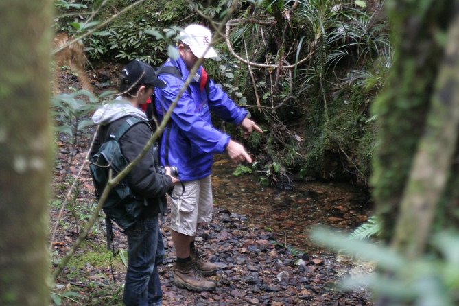 Puketi Rainforest Guided Walks .This is not a Shore Excursion product . - Puketi Rainforest Walk Basics: Kauri Boardwalk, River Water, and Waterfalls