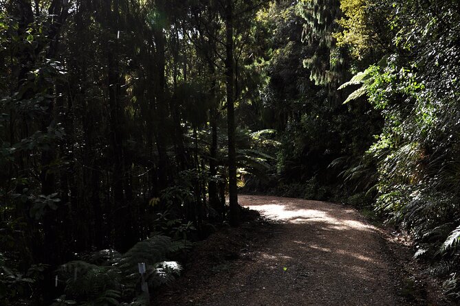 Puketi Rainforest Guided Walks .This is not a Shore Excursion product . - Half-Day vs Full-Day: How Tea, Lunch, and Terrain Change
