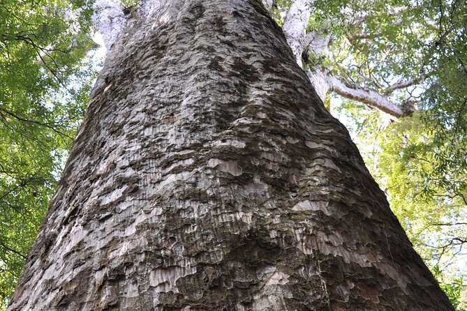 Puketi Rainforest Guided Walks .This is not a Shore Excursion product . - Who This Suits Best (and Who Might Want Another Plan)