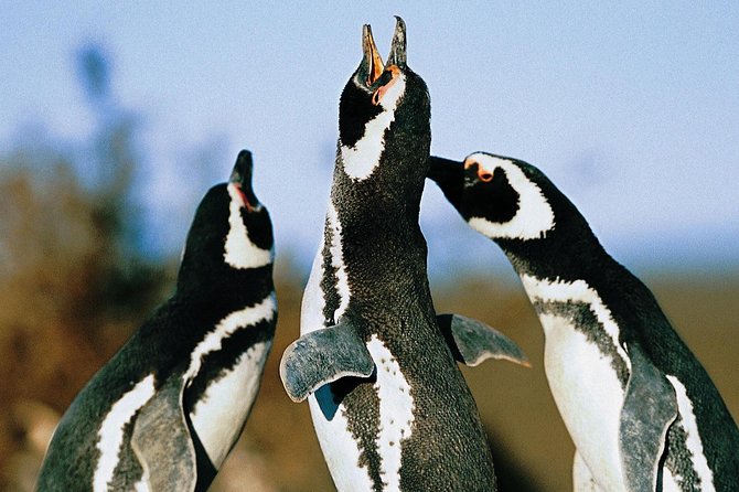 Punta Tombo Shore Excursion w/box Lunch(Shared tour for cruises) - Why Punta Tombo is worth the long Puerto Madryn drive